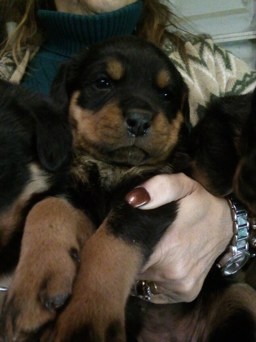 female rottweiler puppy image 1