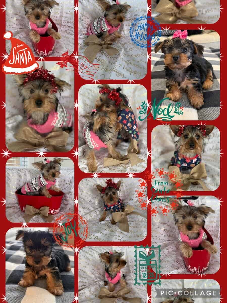 Yorkie terrier image 1