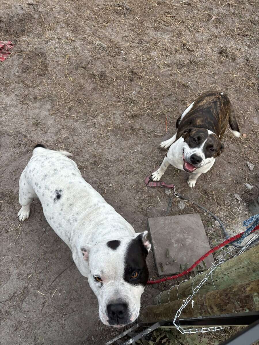 Bulldog image 5