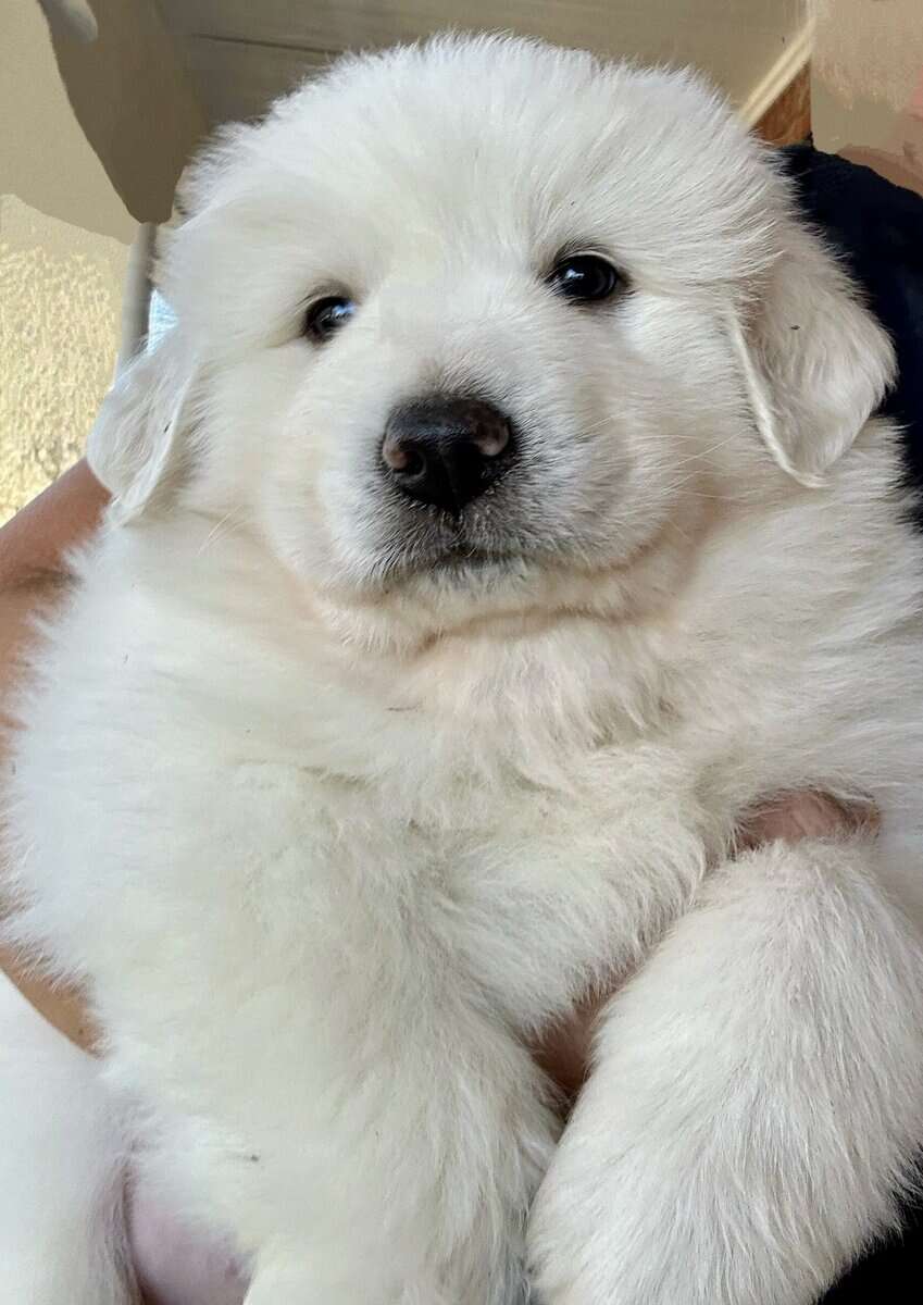Great Pyrenees puppies image 2