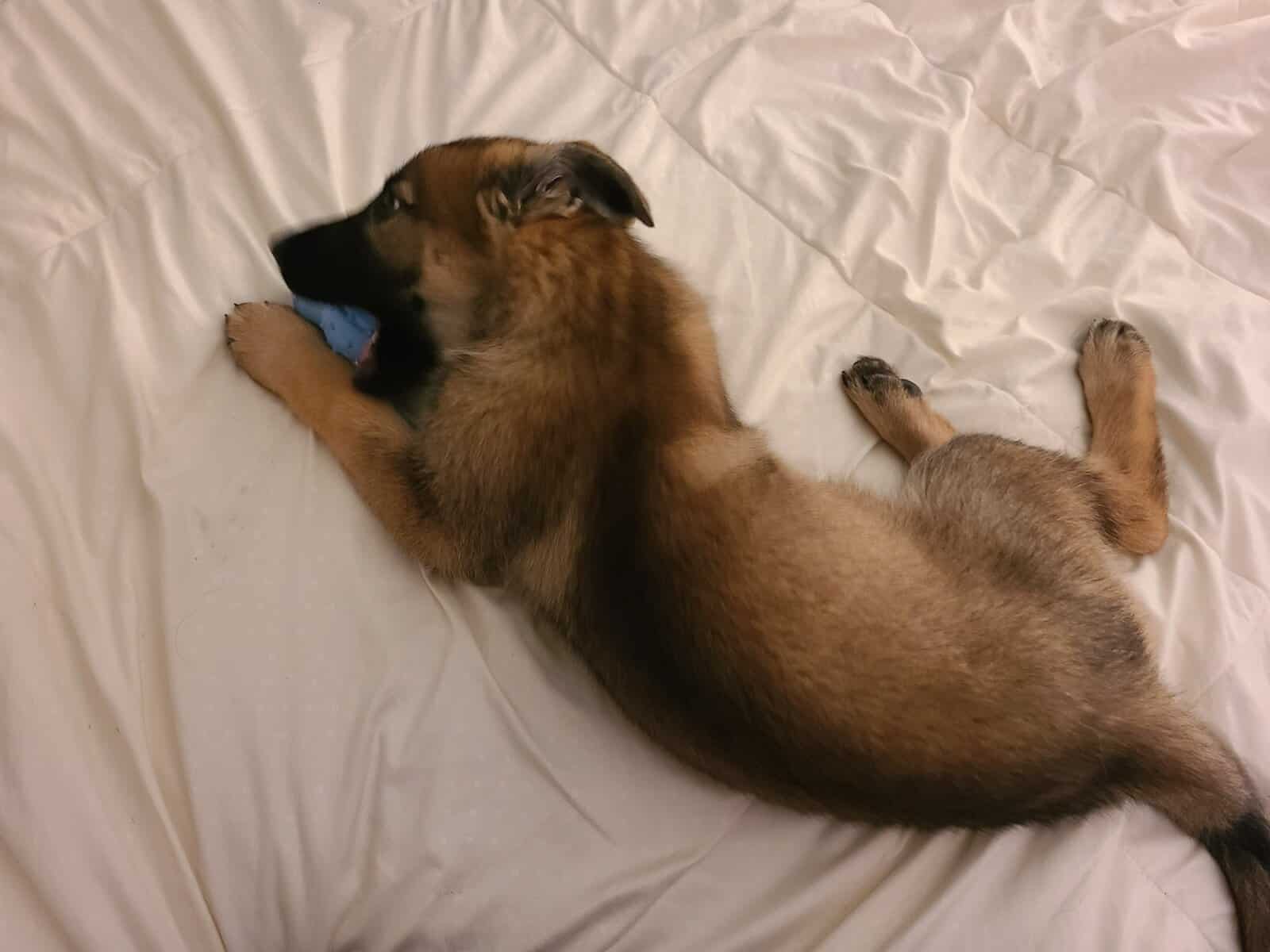 Wolf / German Shepherd GSD Puppy - Bandit image 3