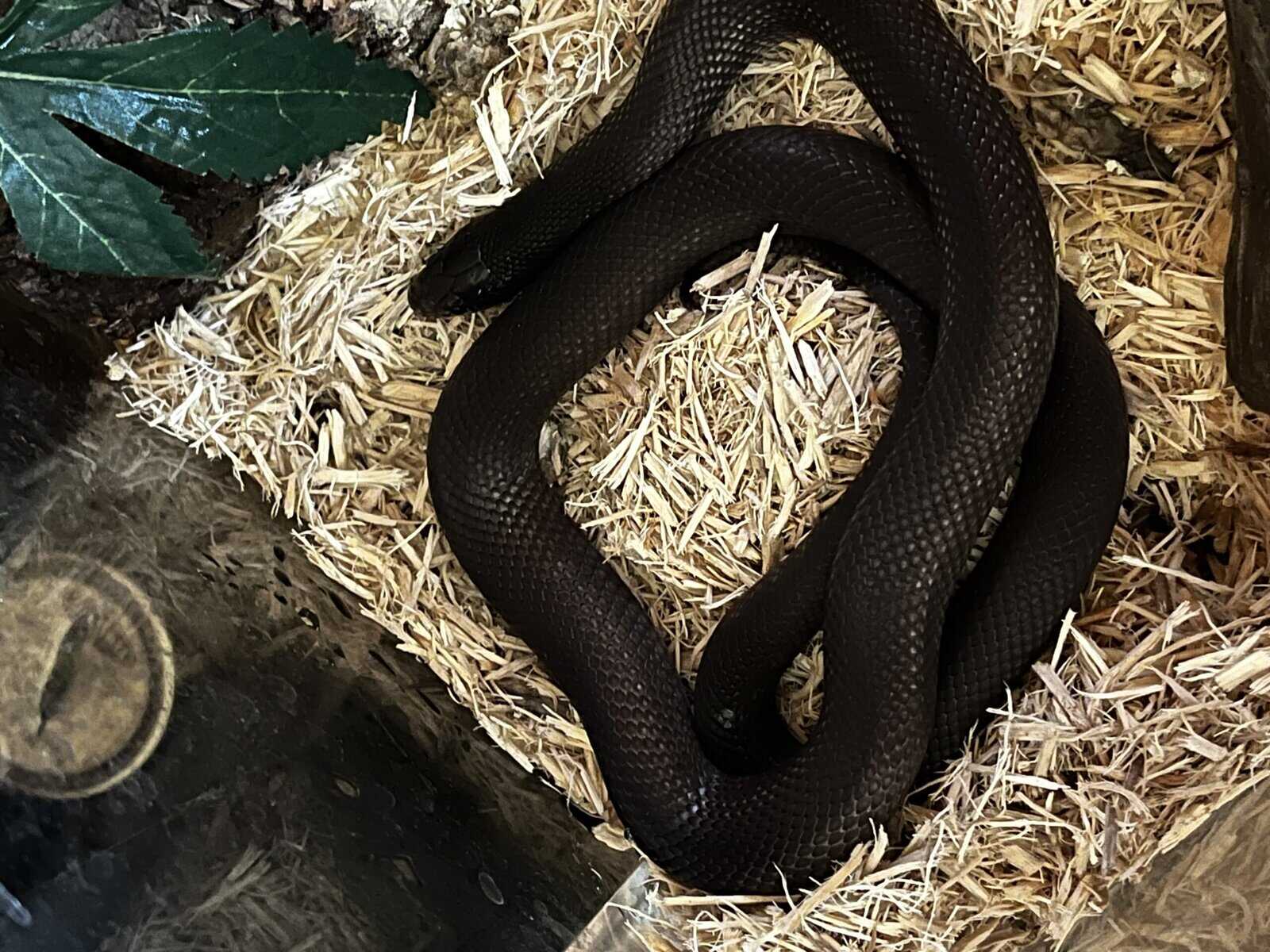 Mexican Black Kingsnake image 1