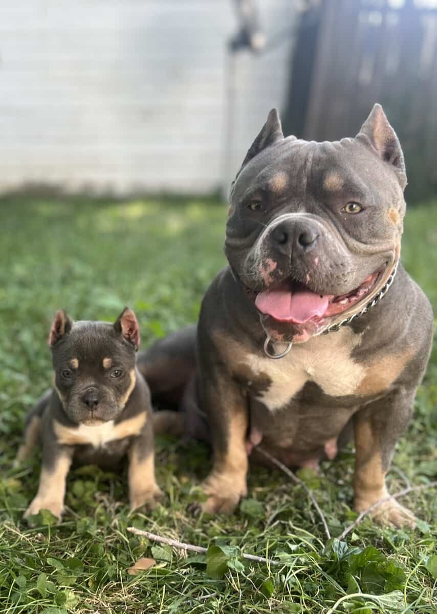 5 month blue tri female image 7