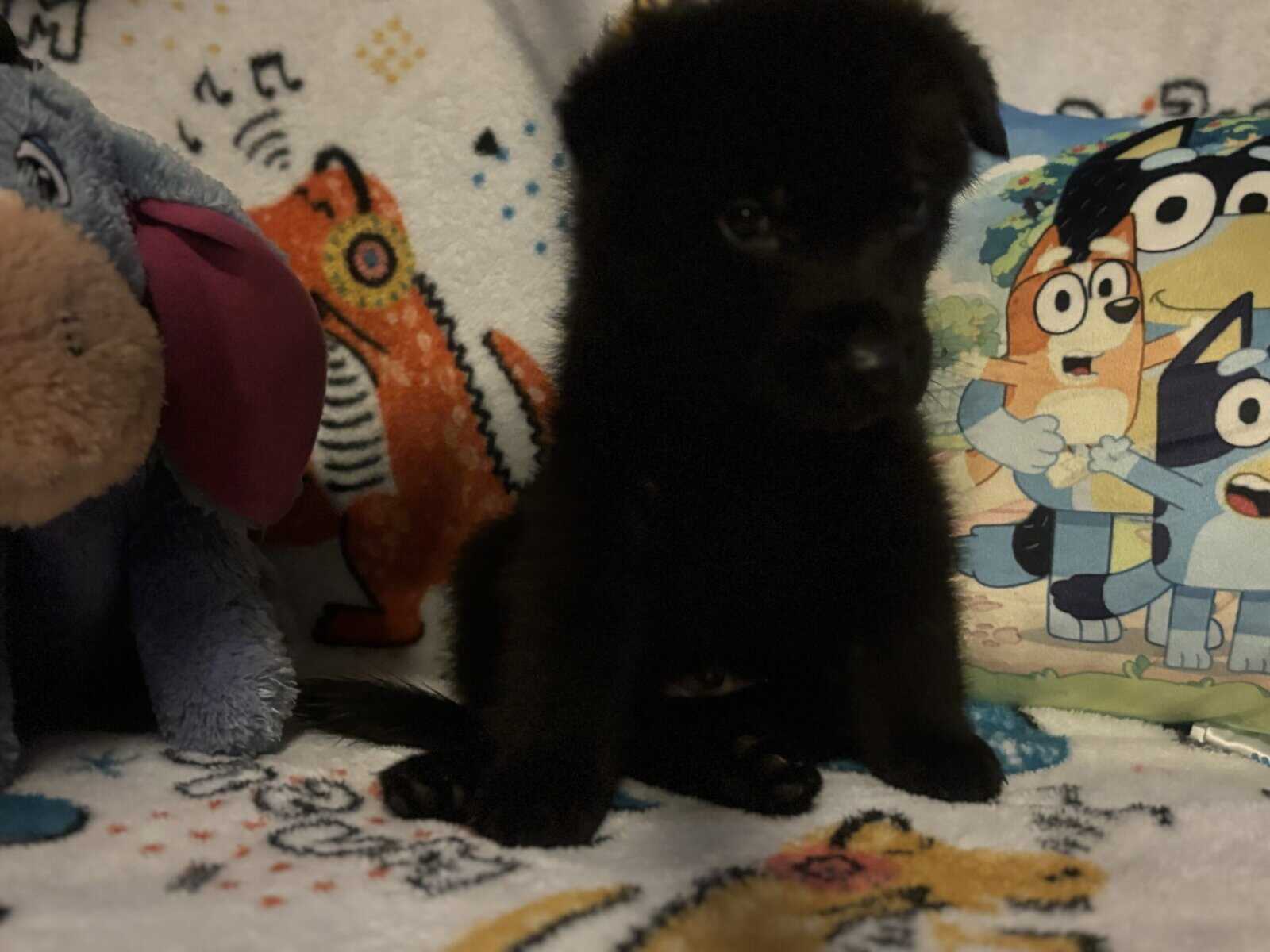 Full bred, German Shepherd puppies image 10