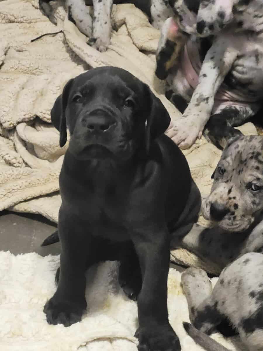 Euro Great Danes image 3