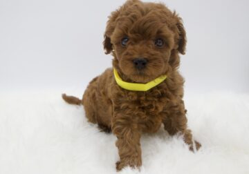 Teacup Goldendoodle Puppies