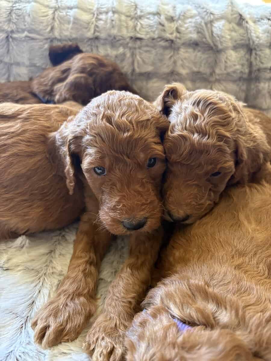 GORGEOUS GOLDENDOODLE PUPPIES! image 3