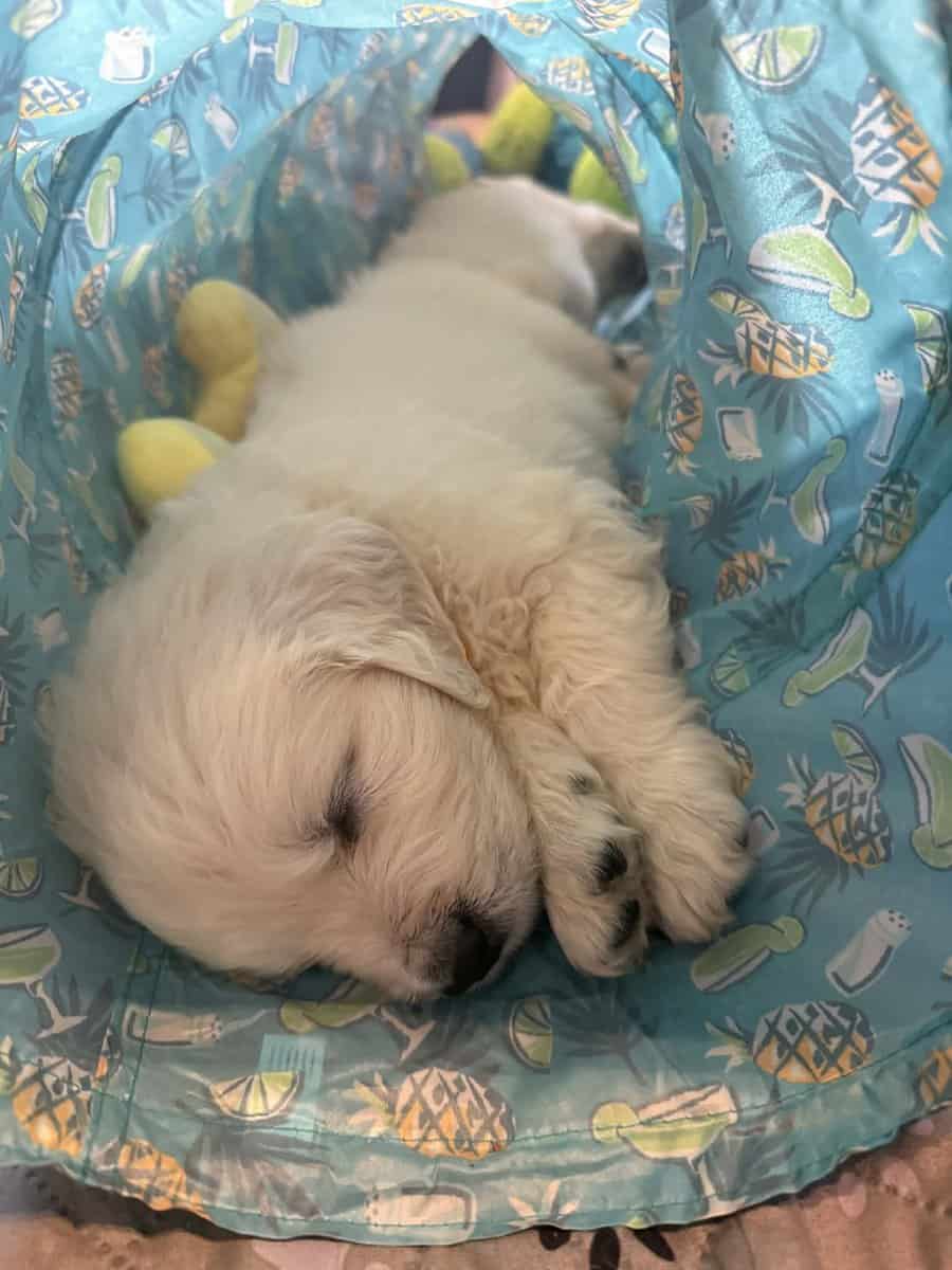 Full English lines Golden Retrievers image 6