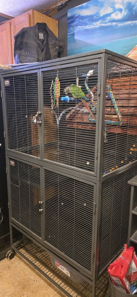 Unsexed Conure image 6