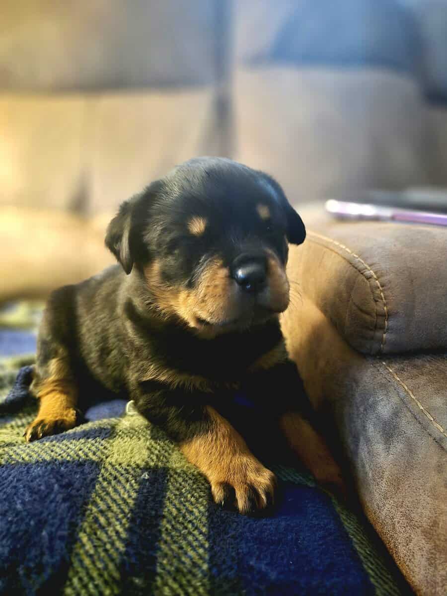 German rottweiler puppies image 5