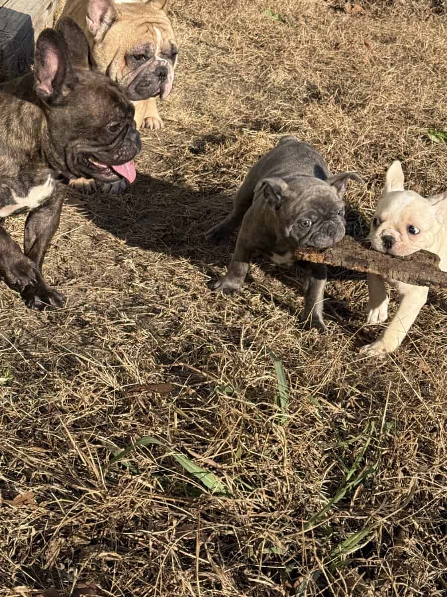 Purebred French bulldog pups image 10