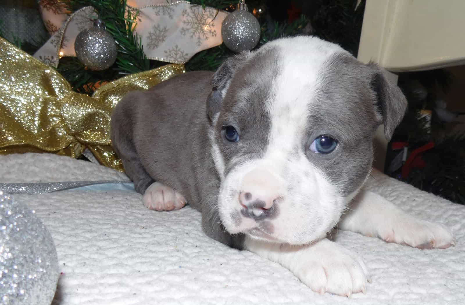 American Pitbull Terrier Mix Puppies image 11