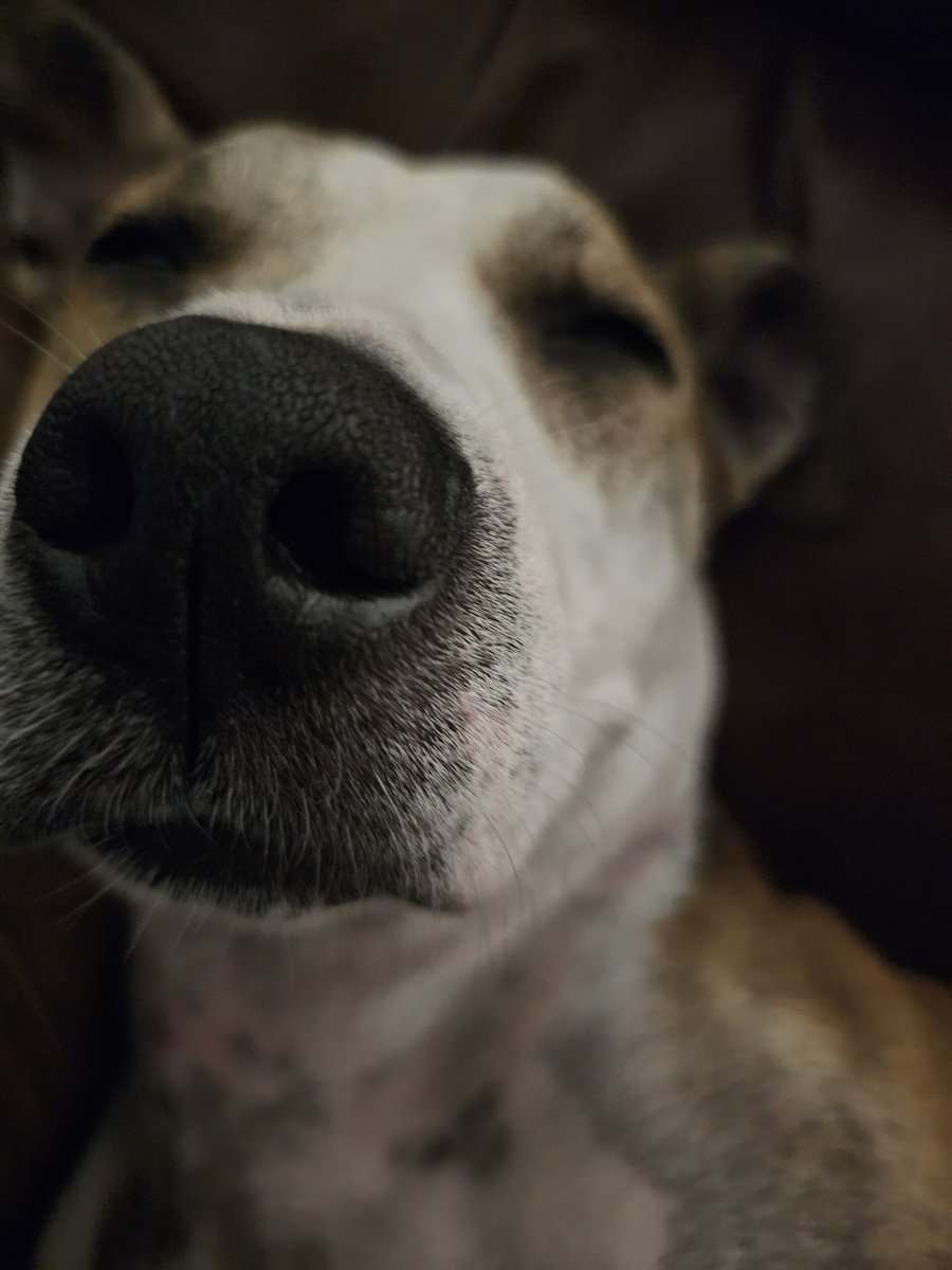 Emergency Rehome image 3
