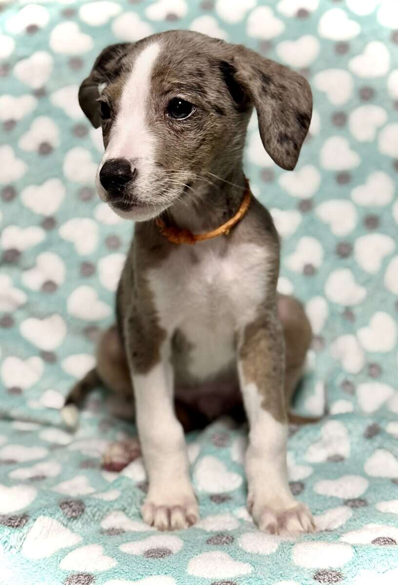 Beautiful Blue-Eyed & Merle Puppies image 9