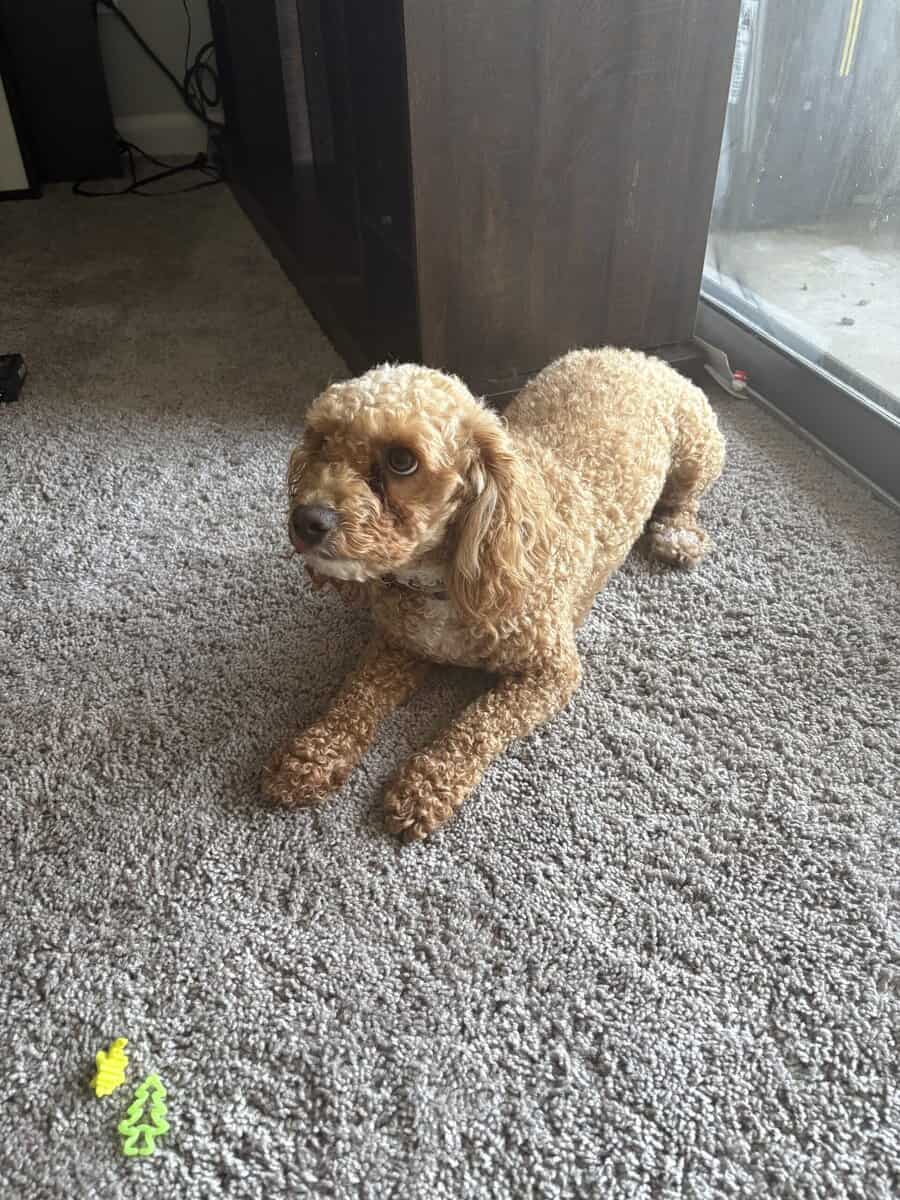 2 y/o Poodle. Bichon frise for rehoming image 2