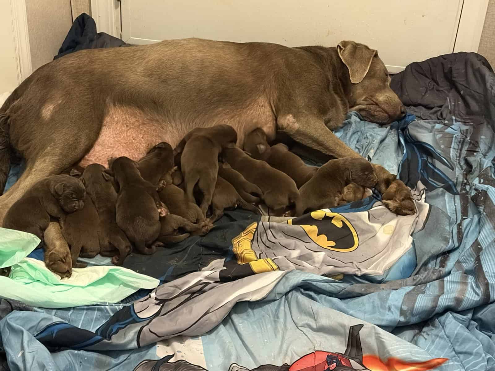 AKC registered chocolate lab puppies. image 6