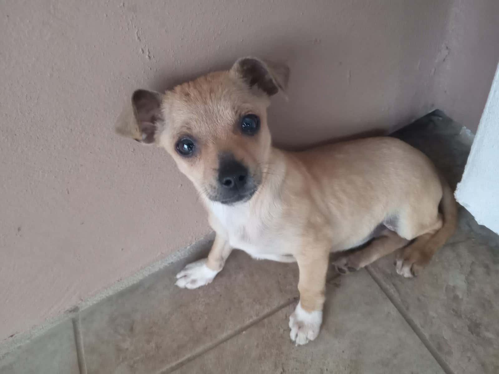 Beautiful Christmas Present 5 mo old chihuahua image 1