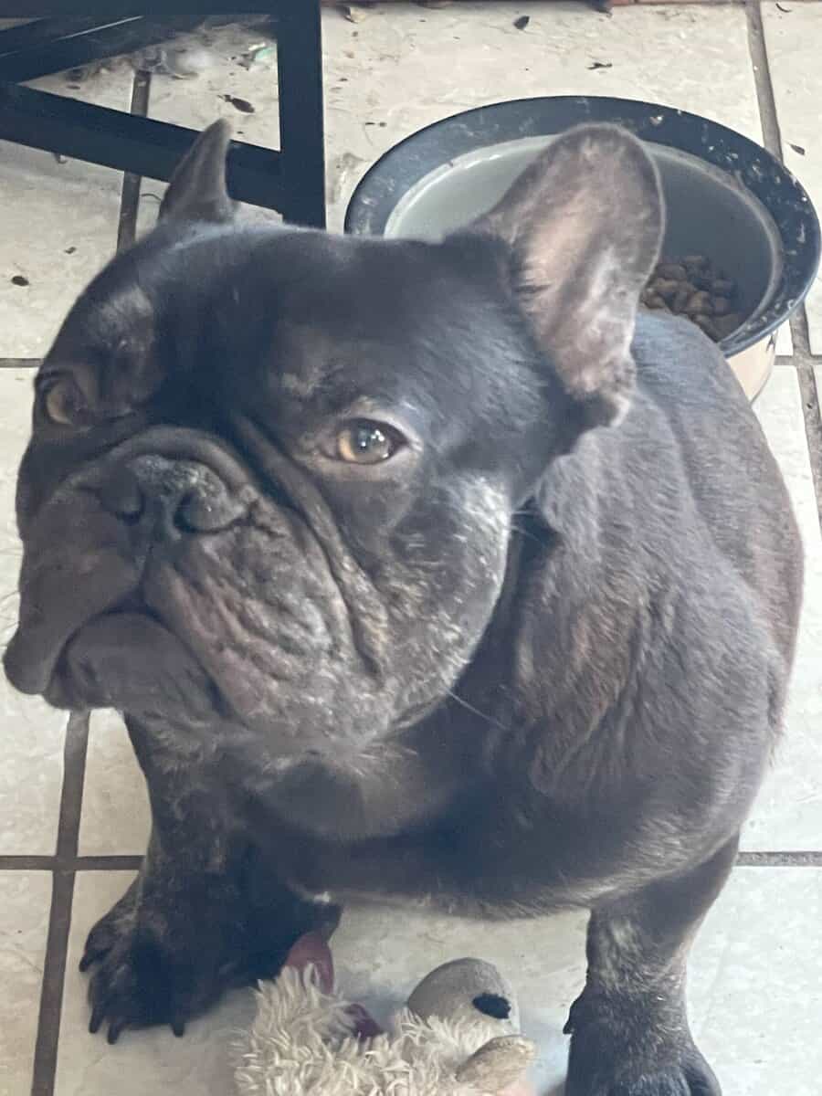 2 Year Old French Bulldog male image 2