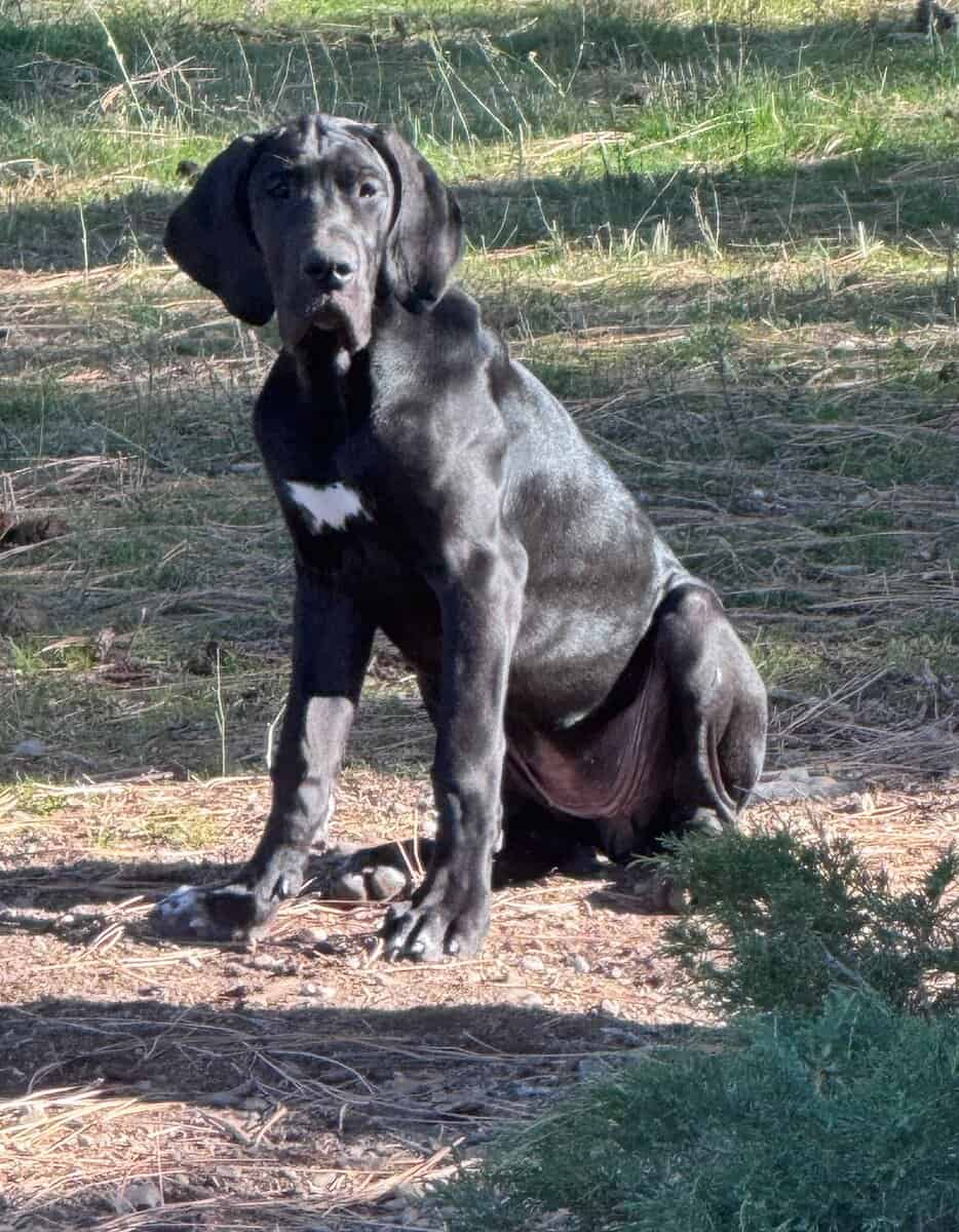 Great Dane Puppies Needing Loving Homes image 1