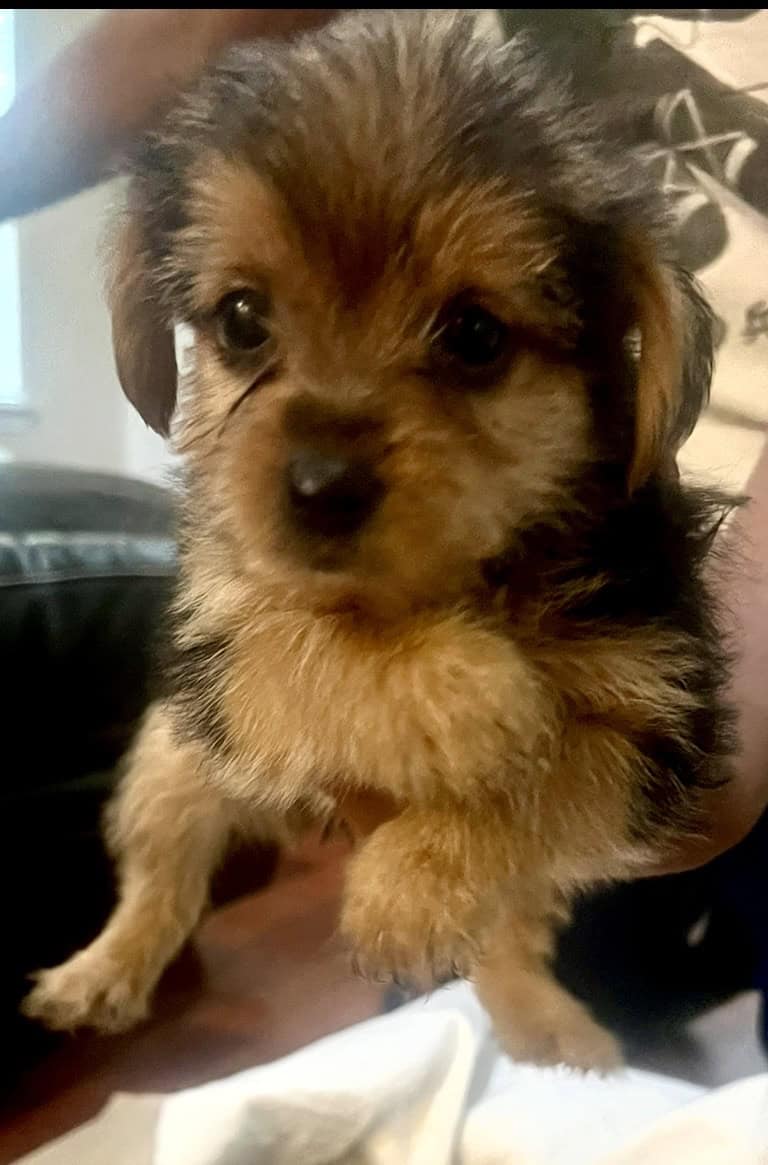 Holiday- Yorkshire Terrier Puppies Available image 5