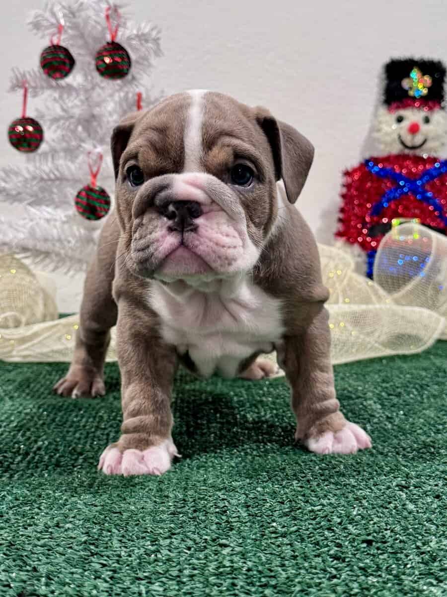 English Bulldog Puppies image 2