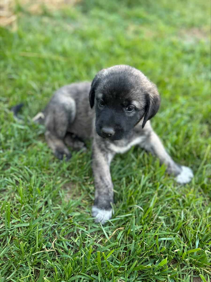 Anatolian Shepherds image 6