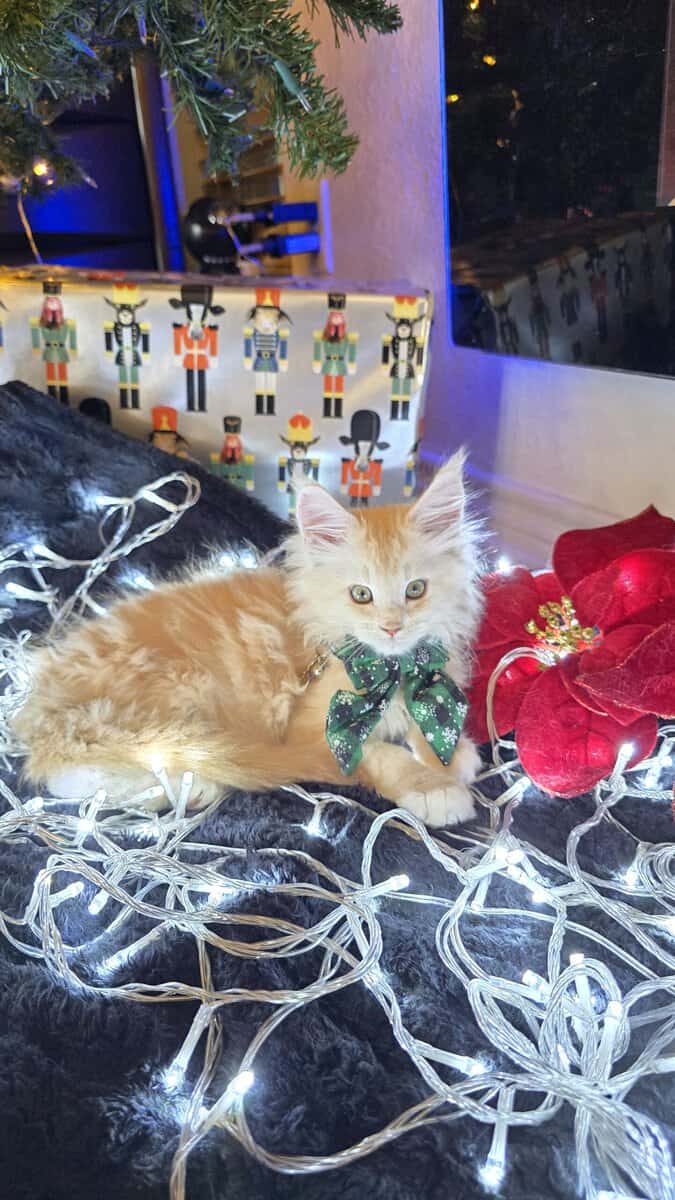 Moonshine- Purebred Maine Coon image 7
