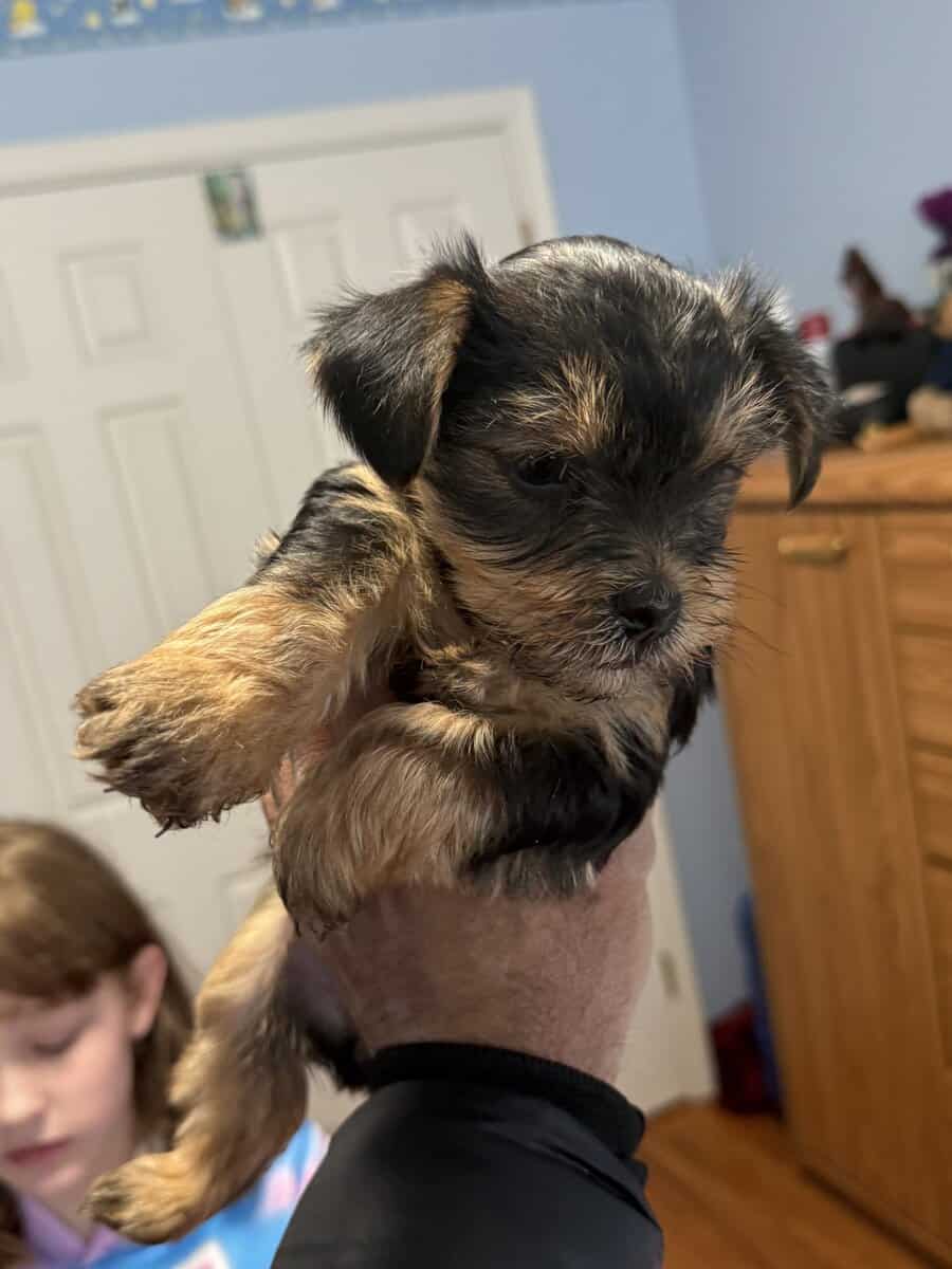 Yorkie puppies image 1