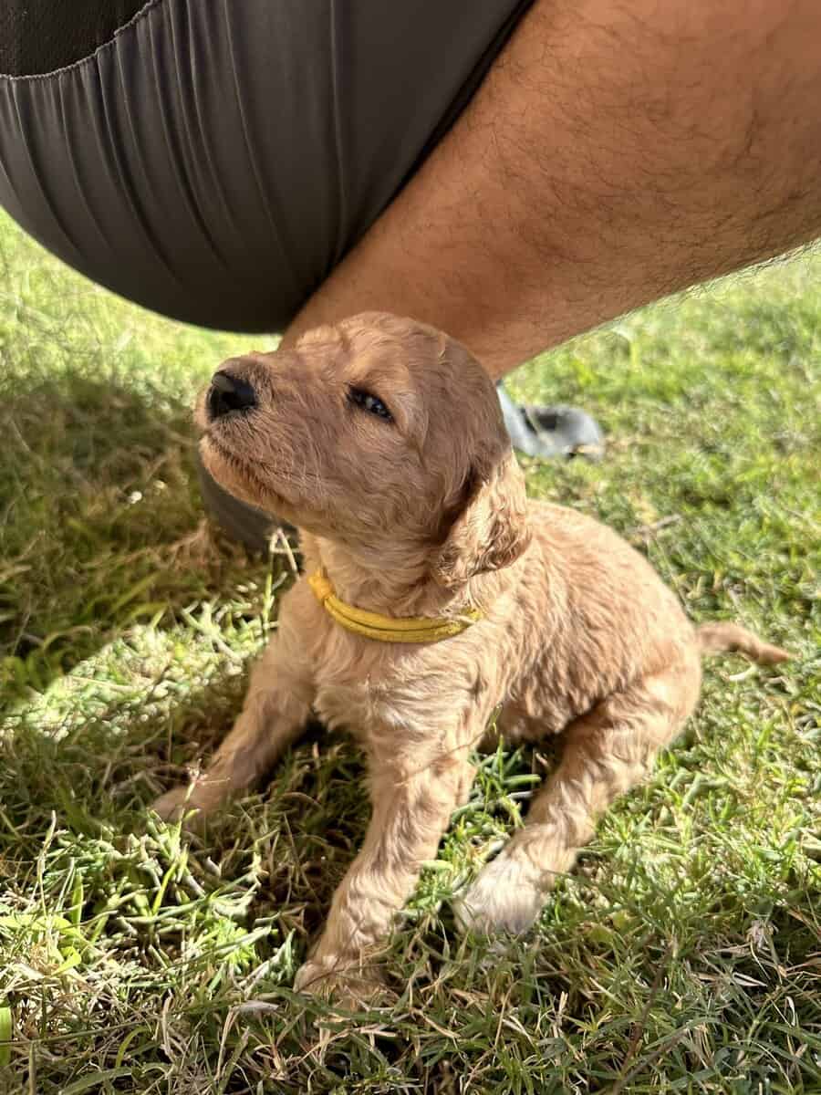 Goldendoodle Puppies image 14