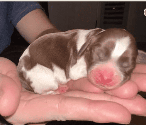 English Springer Spaniels image 1