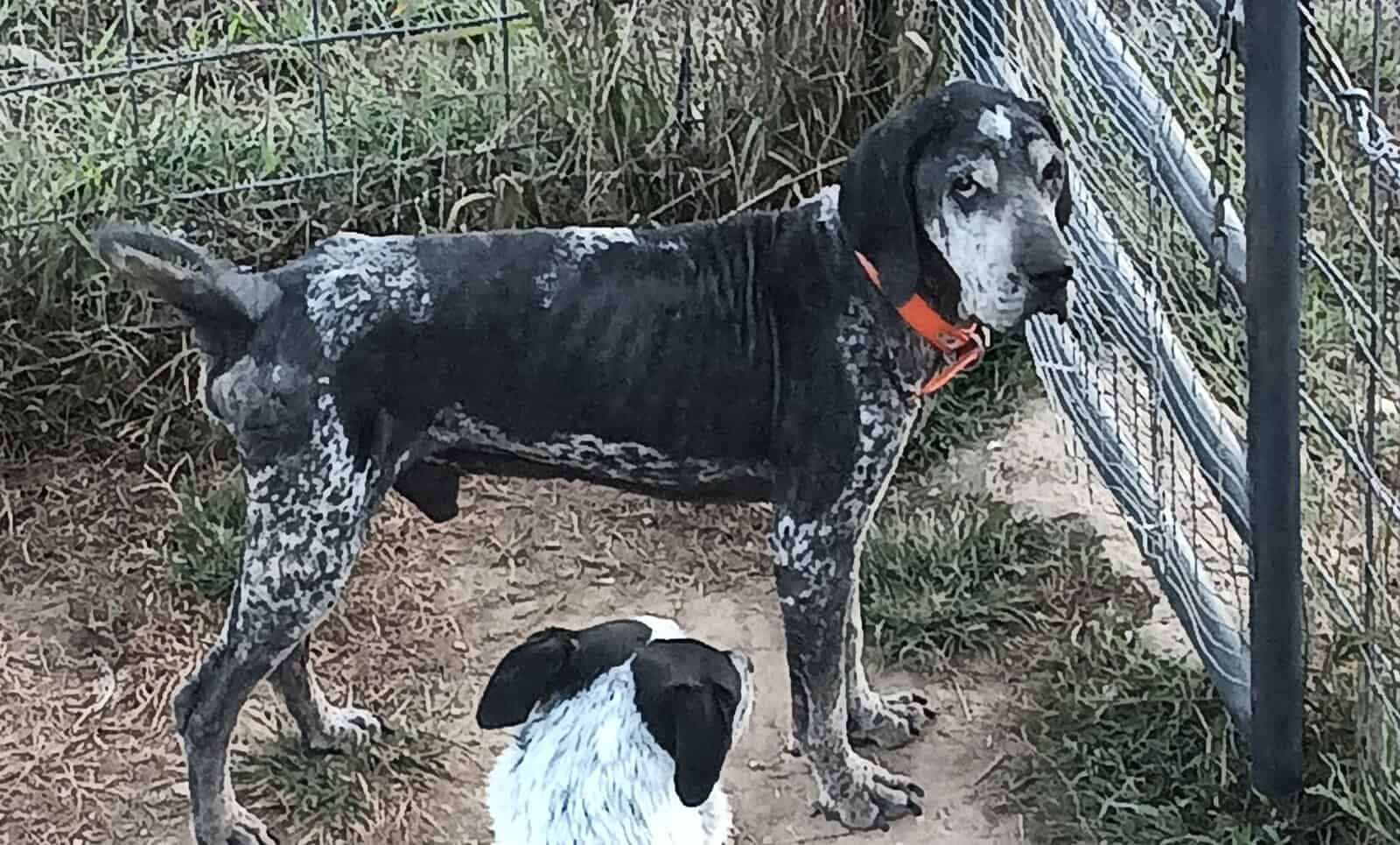 Senior Coonhound image 2