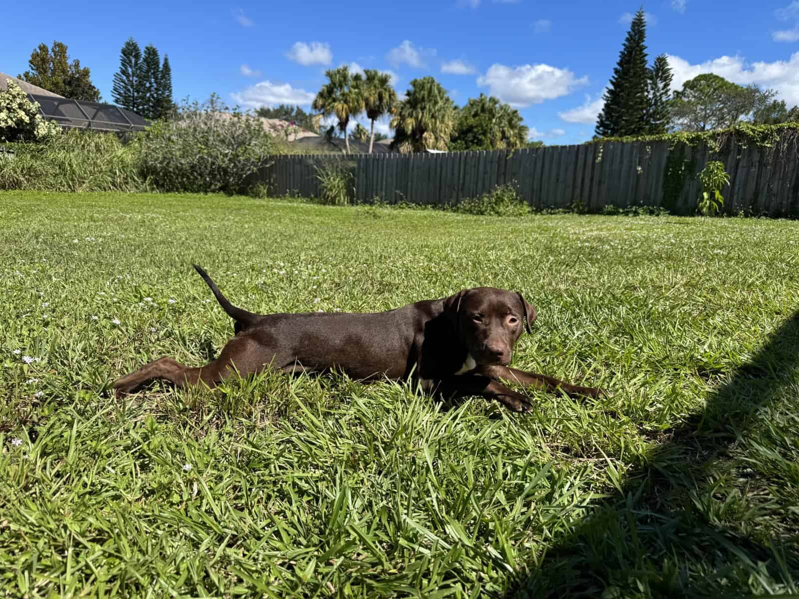 Rehoming mixed breed, for single dog household image 5