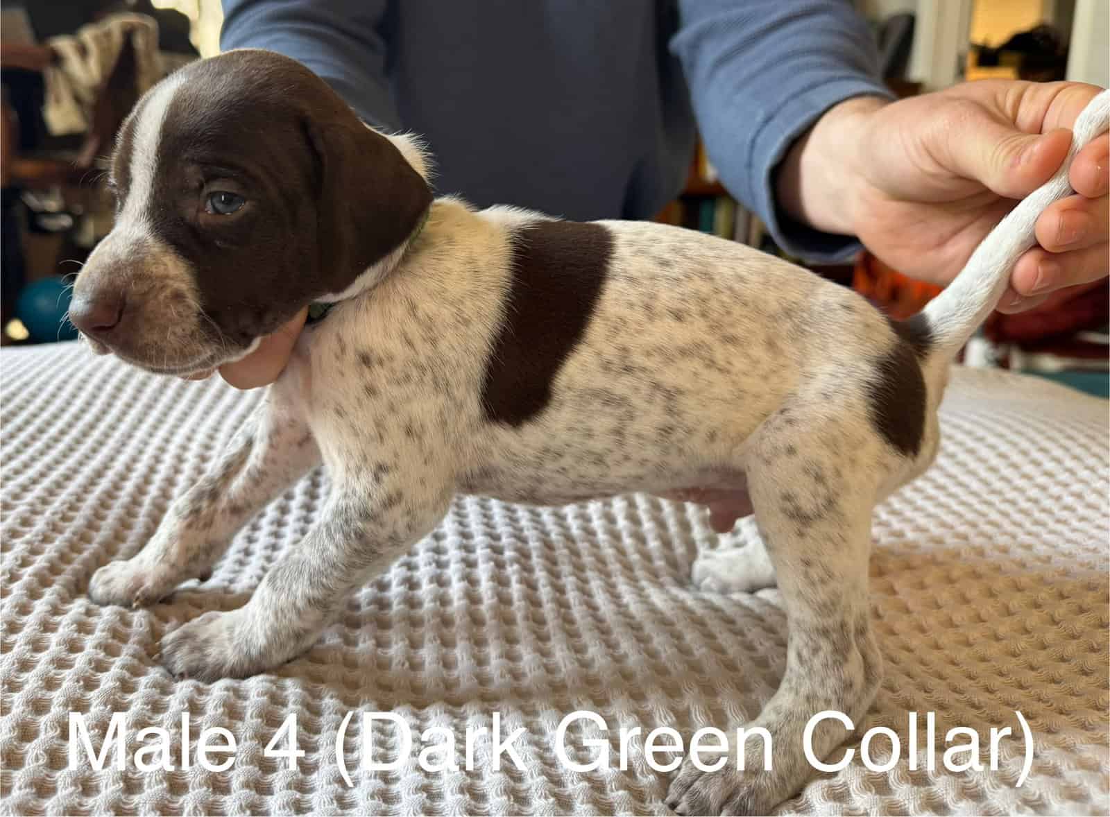 PointerShorthair Pups image 7