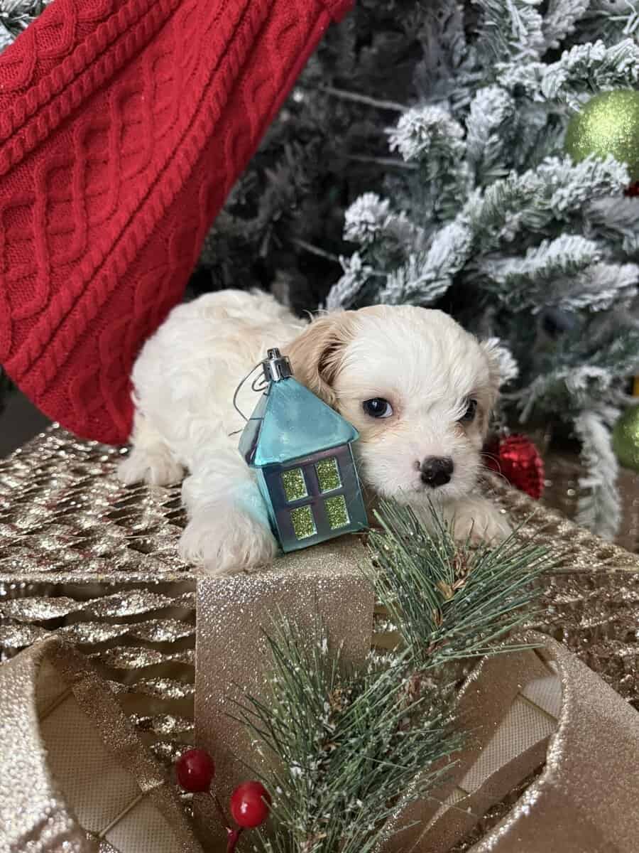 Cavachon Pups For Sale image 1