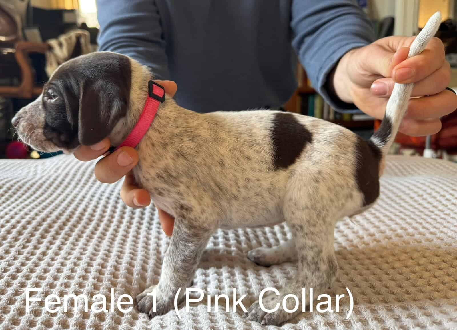 PointerShorthair Pups image 4