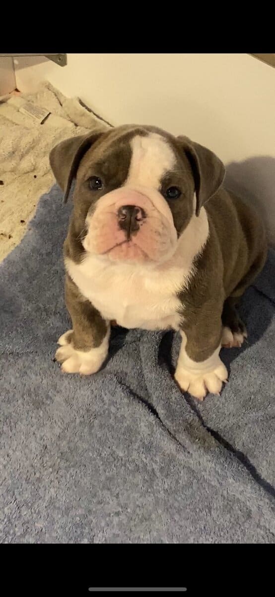 Old English Bulldog image 8