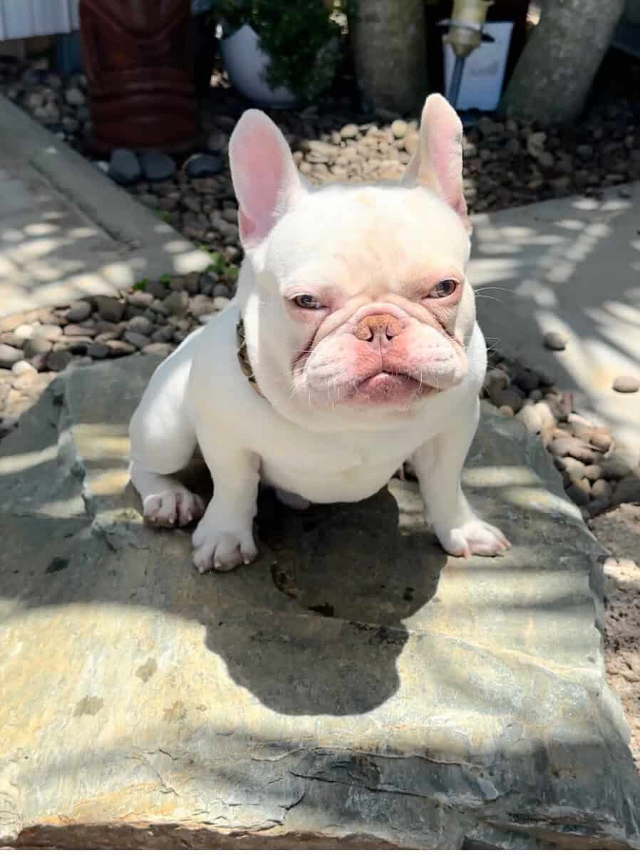 French Bulldog image 3