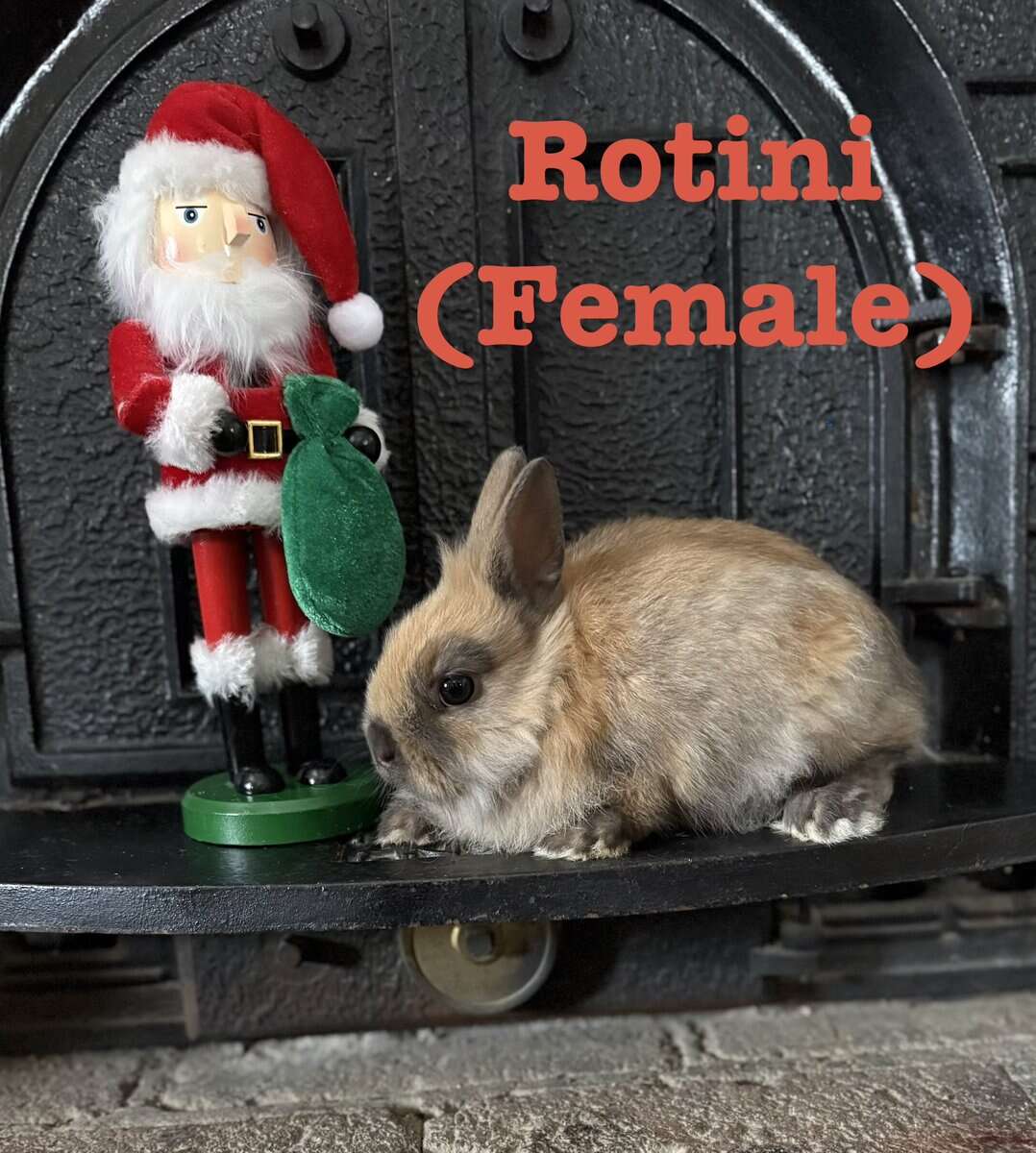 Lionhead Bunnies image 8