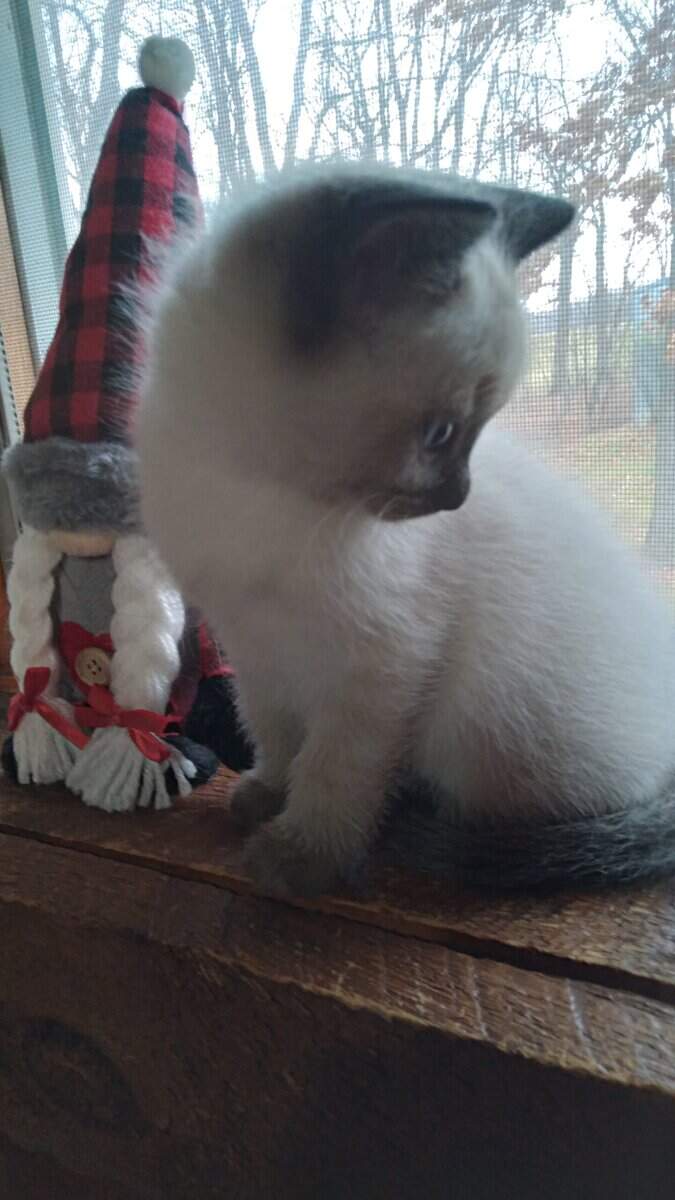 siamease kittens image 3