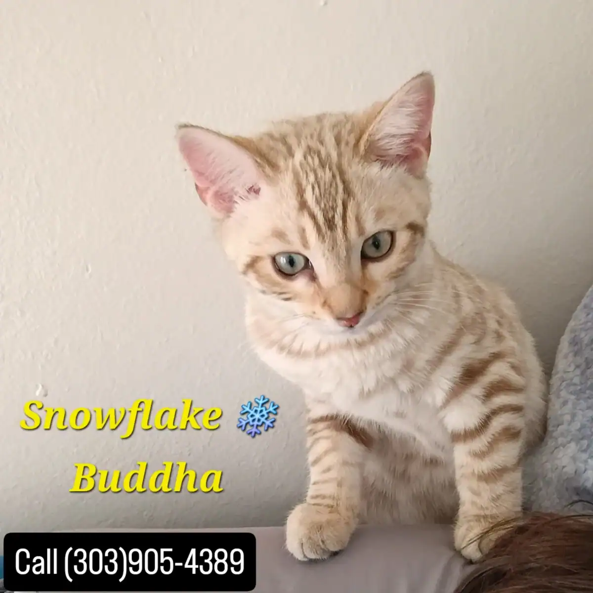 BENGAL Kittens image 2