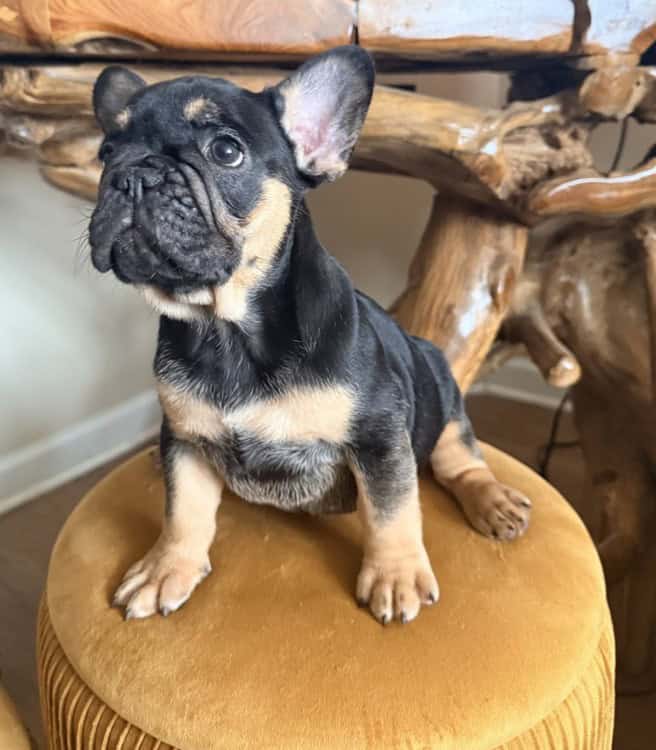 AKC French Bulldog Puppies — Select Placement image 2