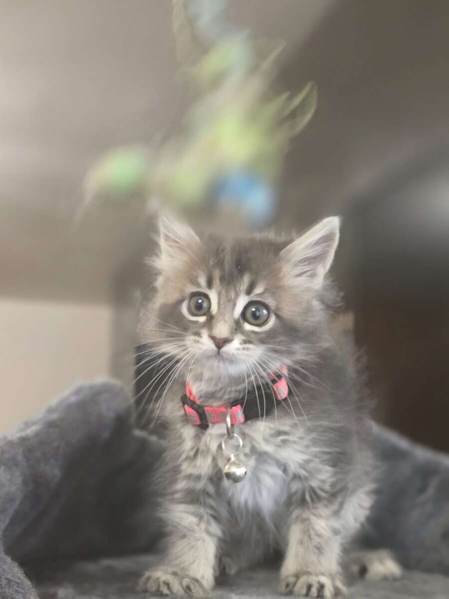 Maine Coon Marlin image 1