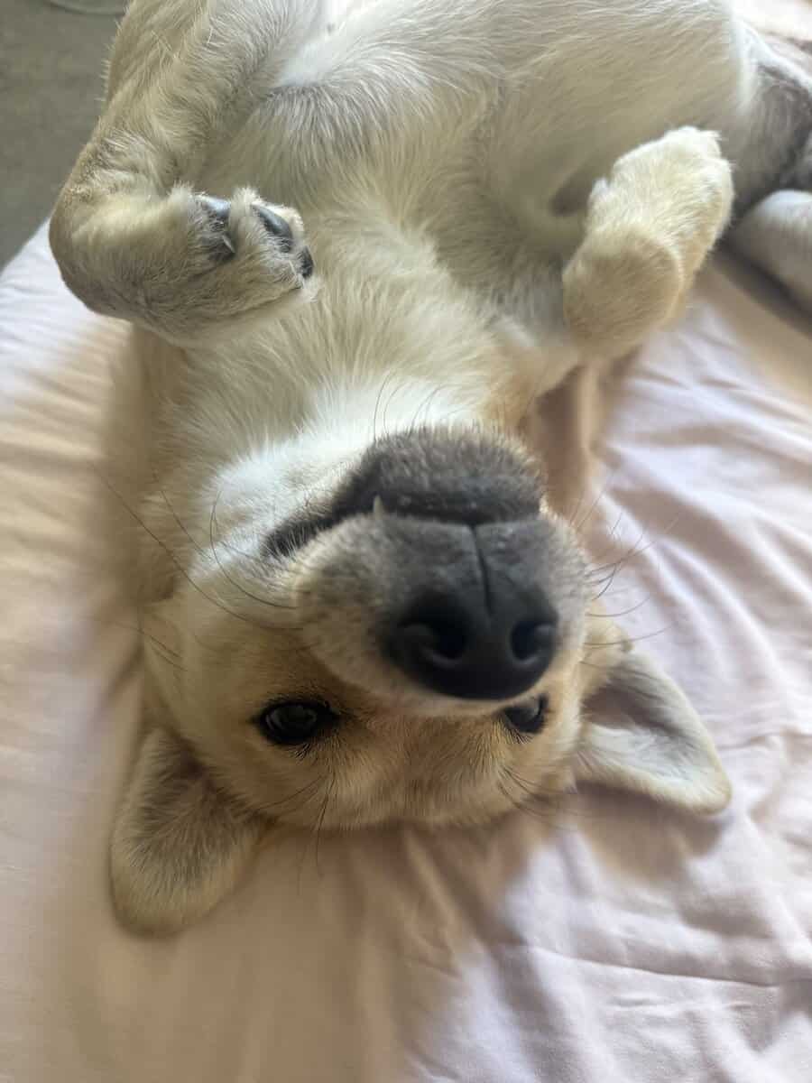 My baby Bruno is 1 year and 2 months he’s a male image 2