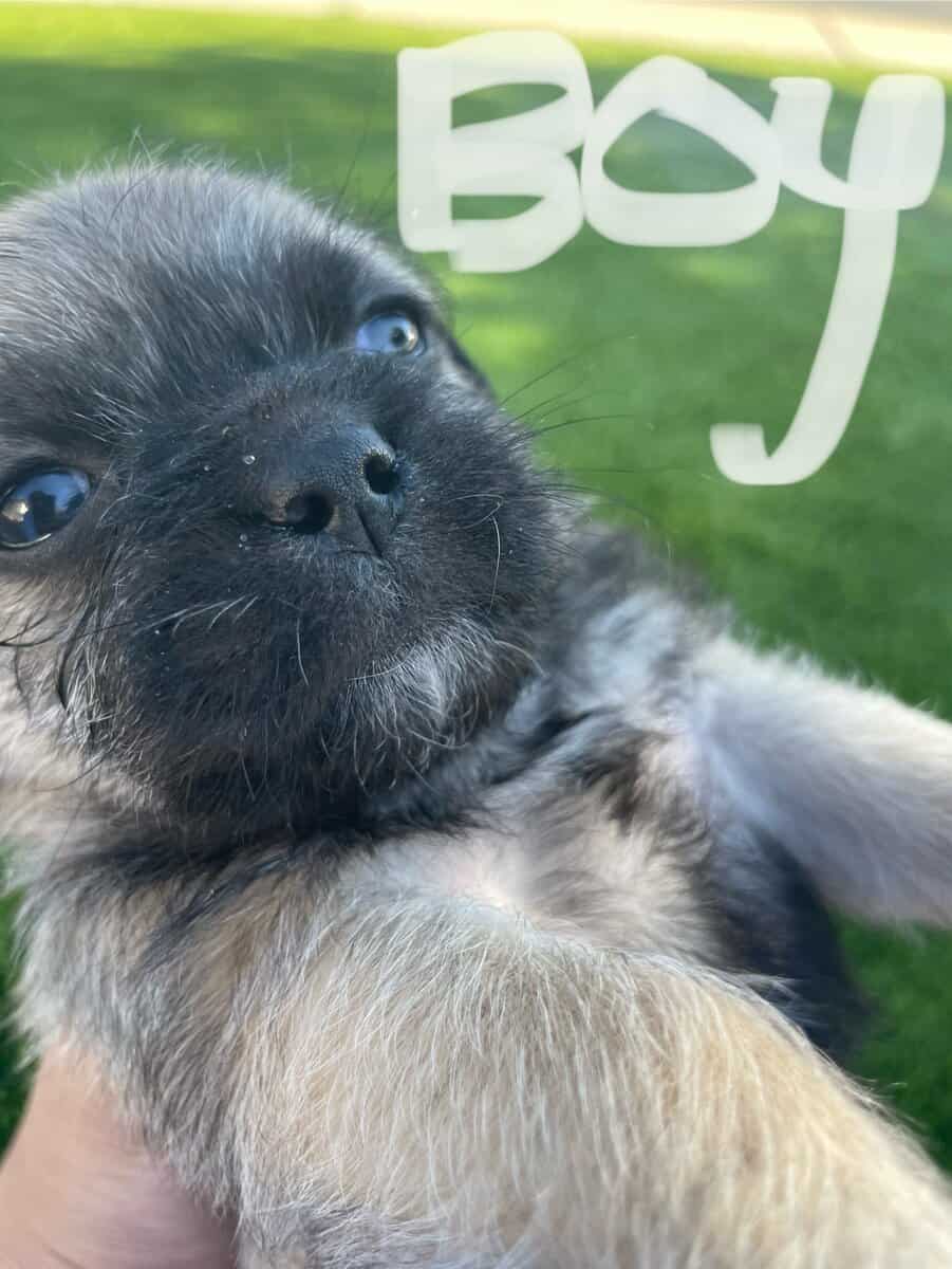 Pug & Terrier image 1
