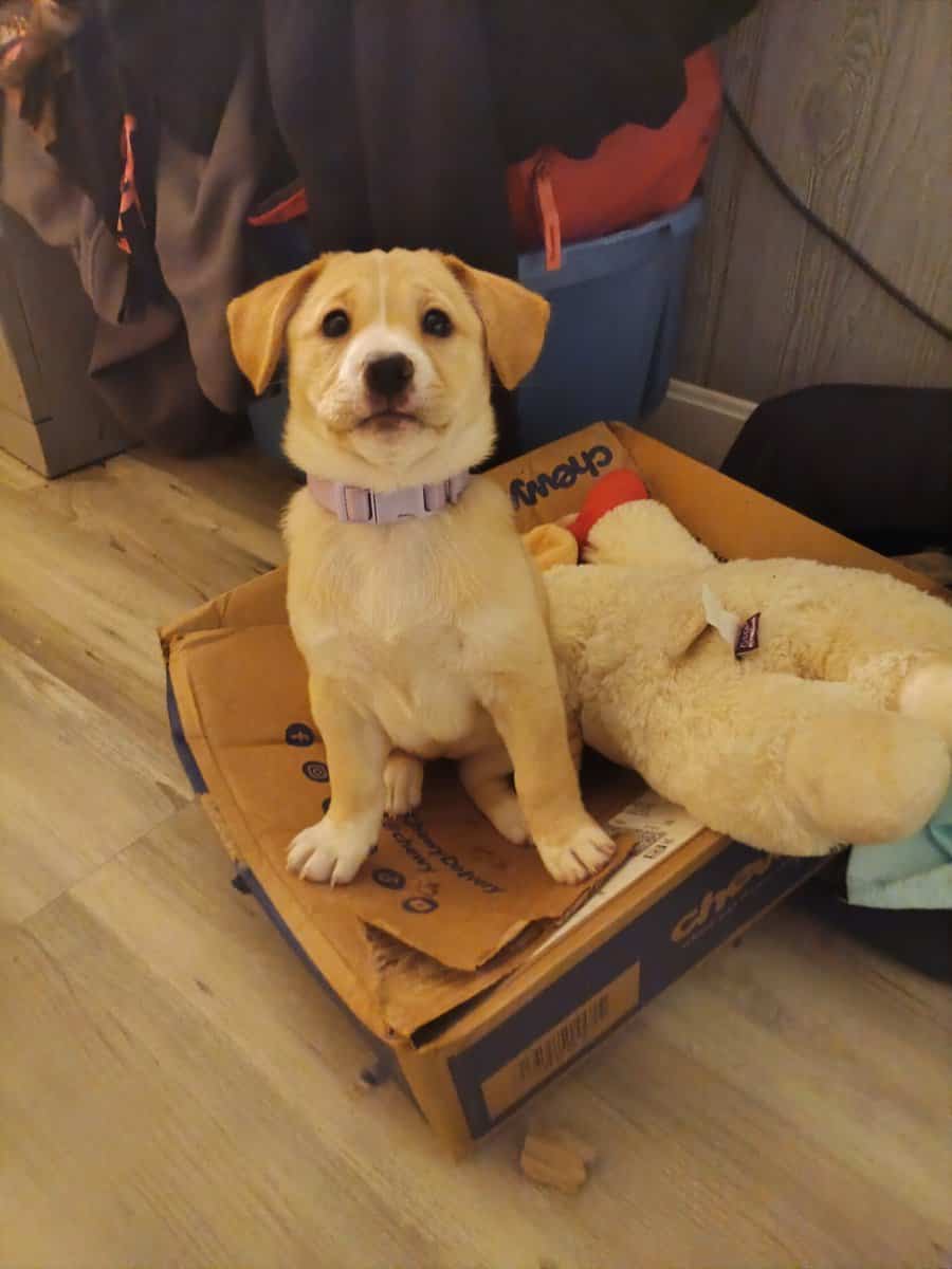 9 week old puppy for rehoming image 3