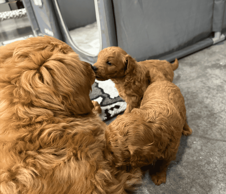Mini-Golden Doodle Pups (Teacup to Toy size) image 4