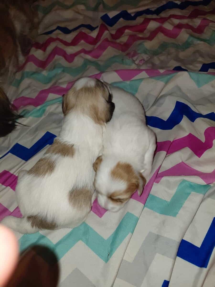 Shih tzu pups image 3
