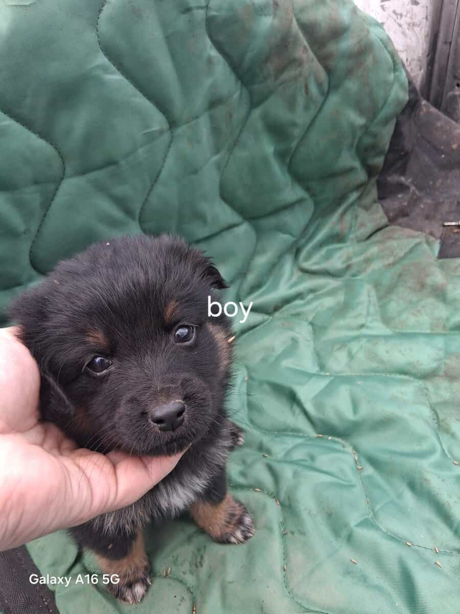 Border collie puppies image 1