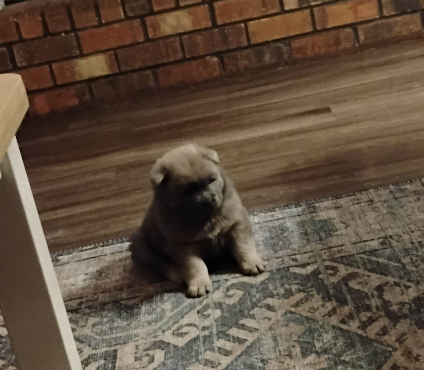 Chow Chow puppies image 7