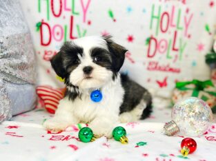 Precious, Christmas Puppies 🐶 🎄⛄️